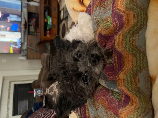 Happy dog relaxing at home during a sitting session
