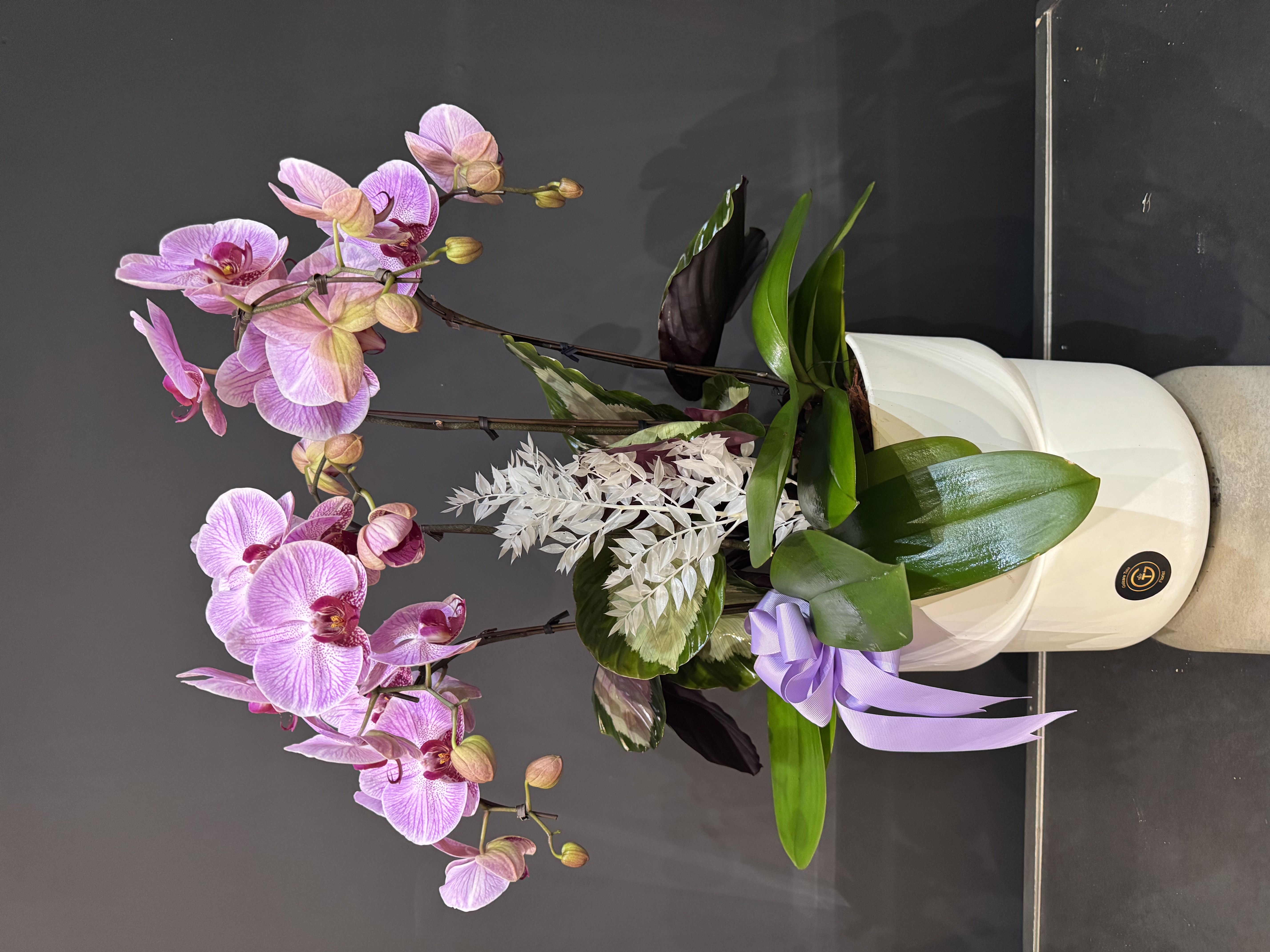 Orchid Grace