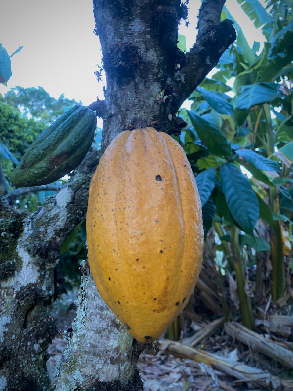 Productos naturales colombianos
