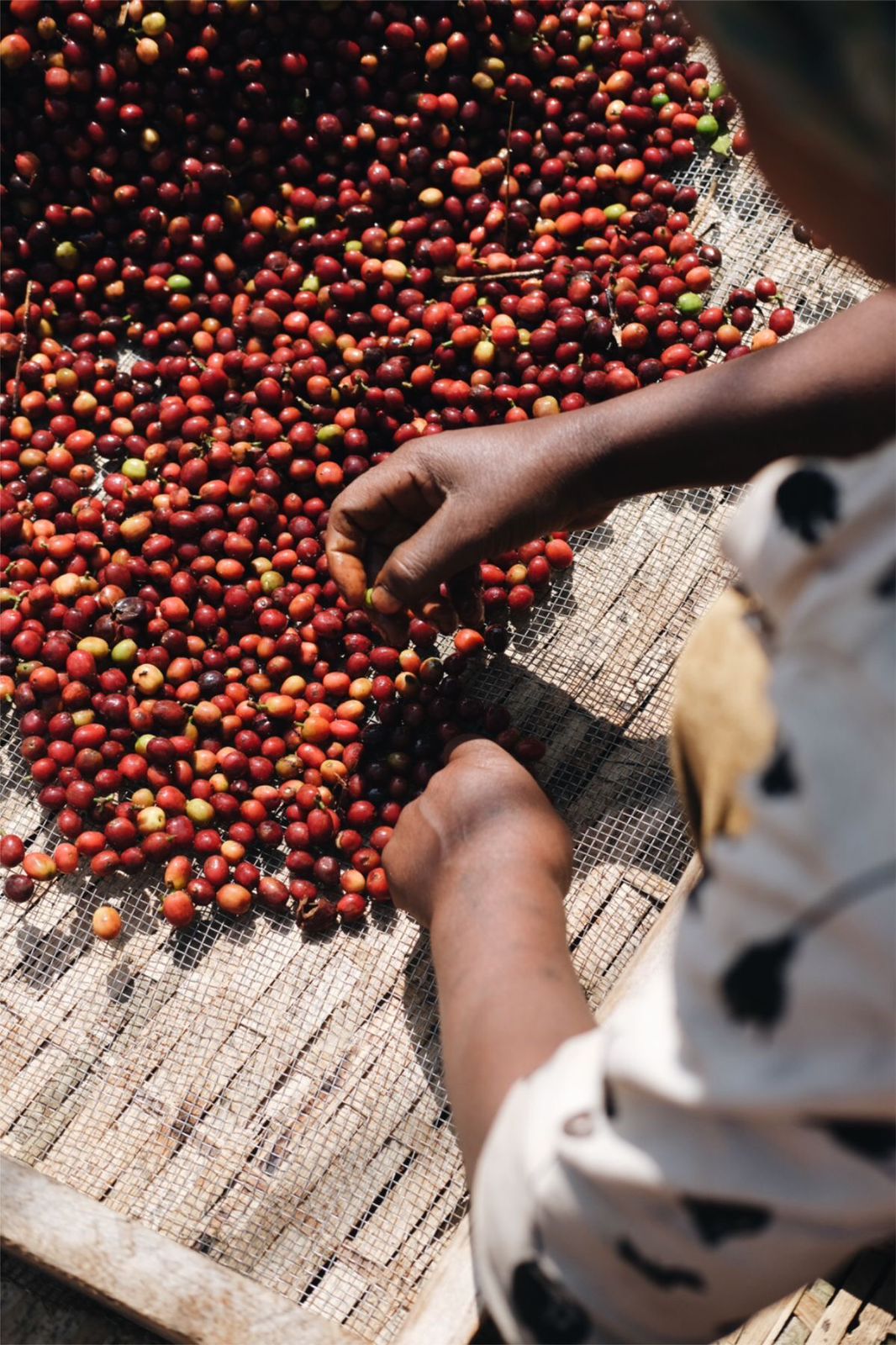 Finca cafetera colombiana