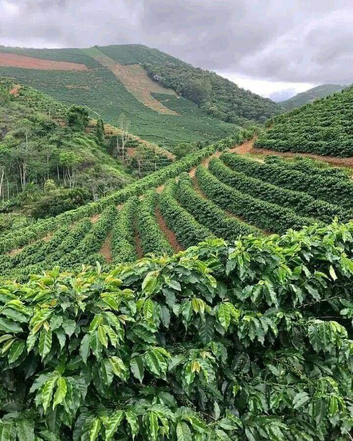 Proceso de producción Colnativa