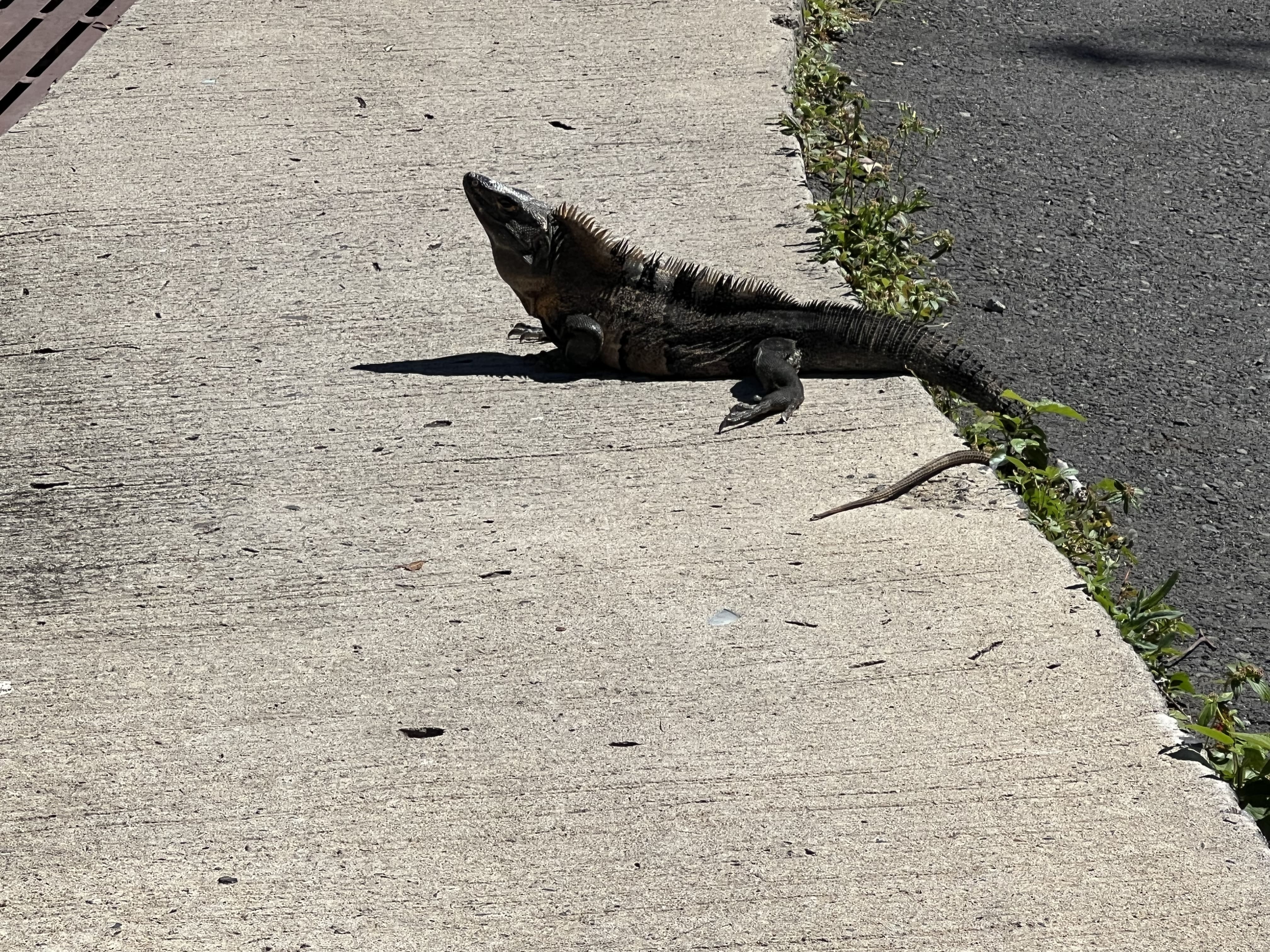 Guanacaste, Costa Rica - Sol Pathway Adventures mountain biking tour