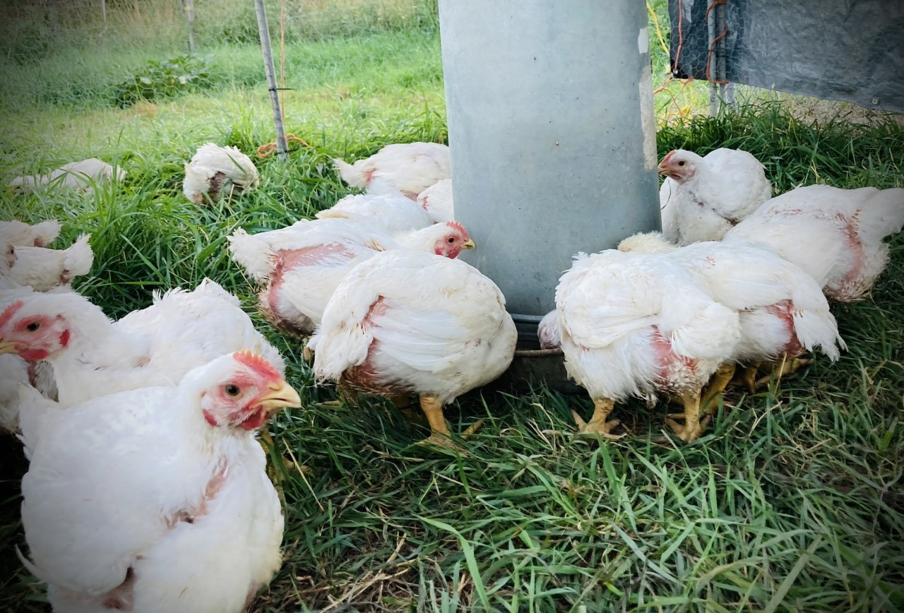 Sunbeams Farm chickens on pasture