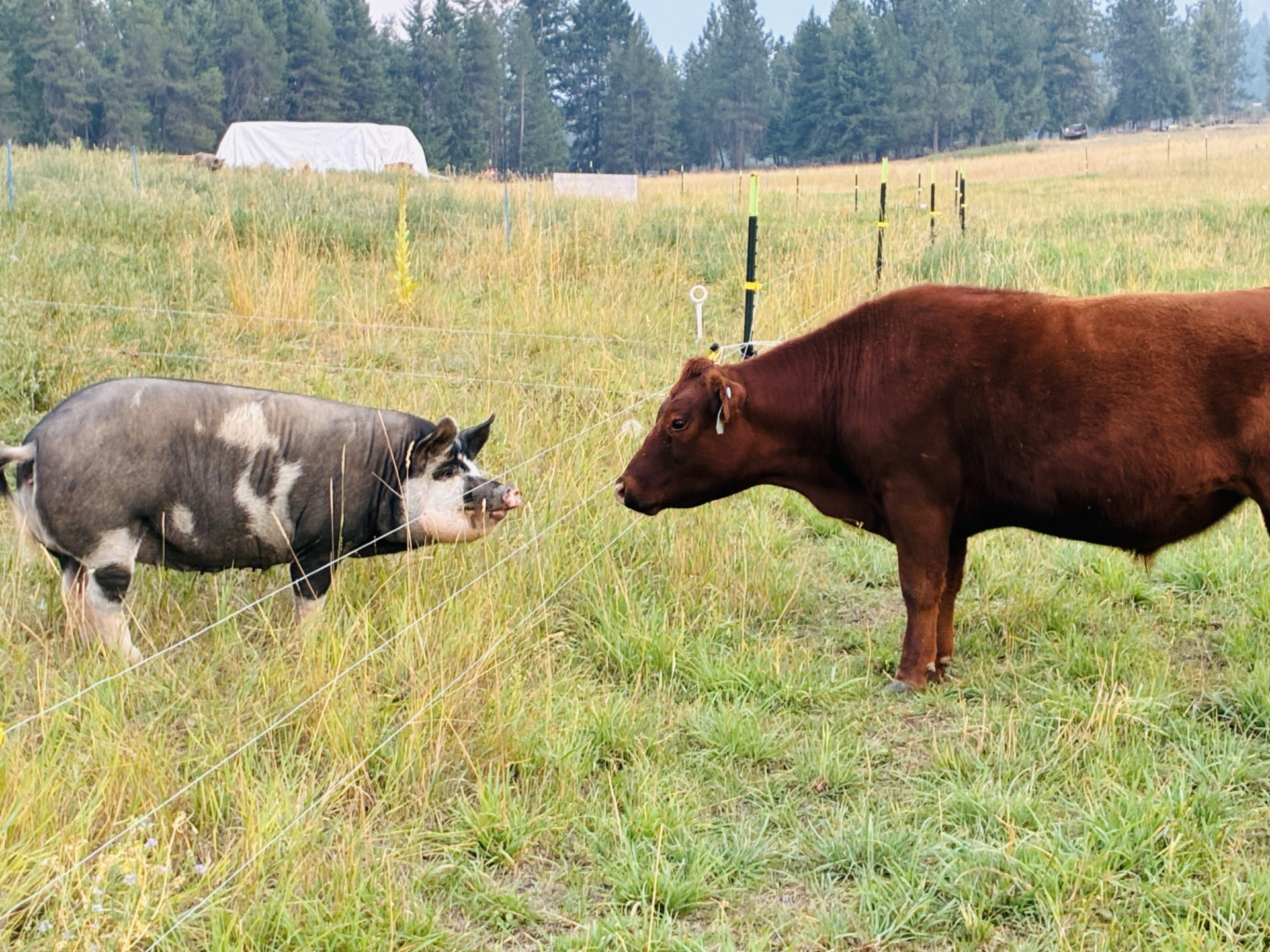 Pasture-raised pig and grass-finished cow on Sunbeams Farm