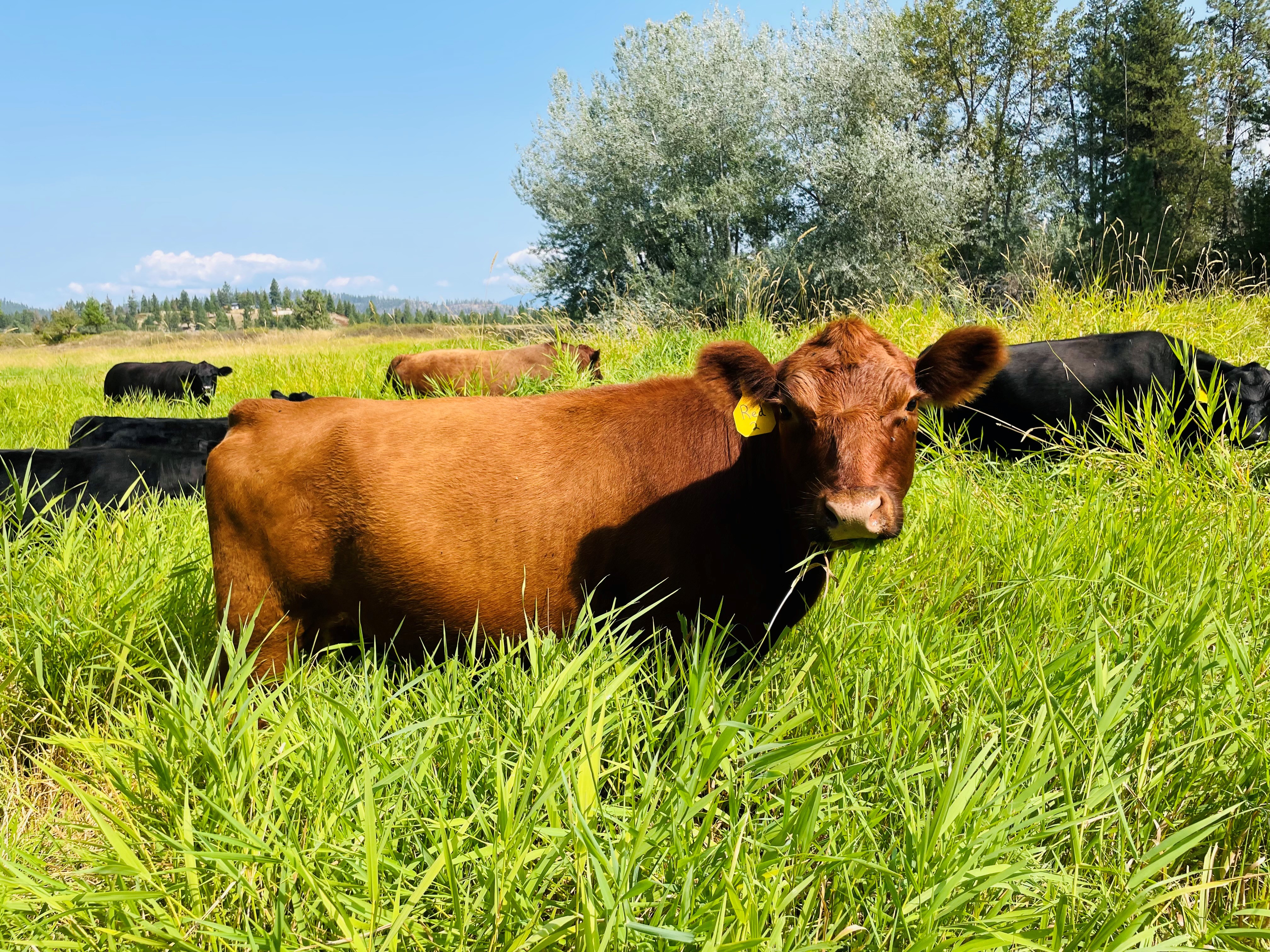 Sunbeams Farm cattle on pasture