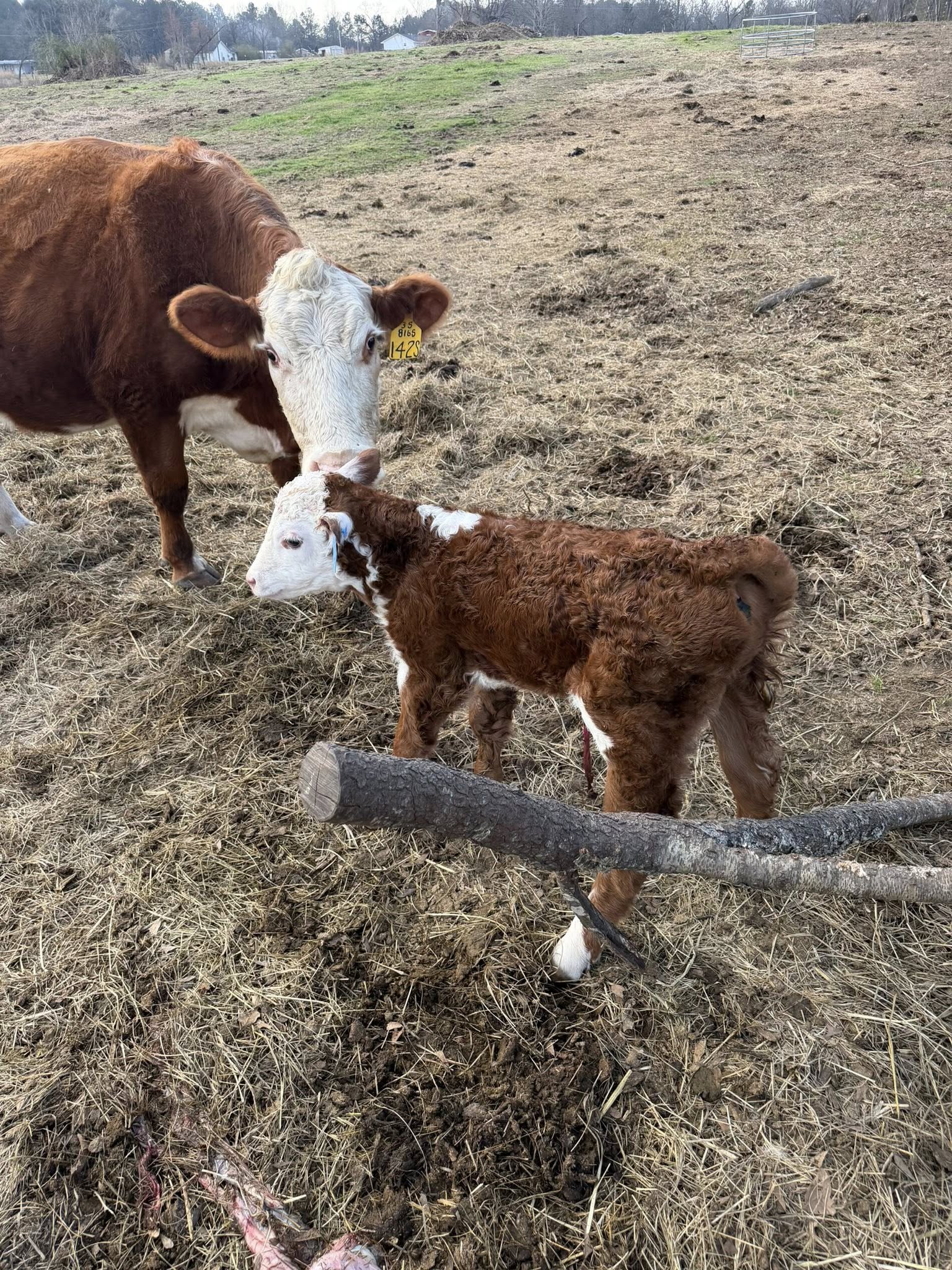 Herd in the Field