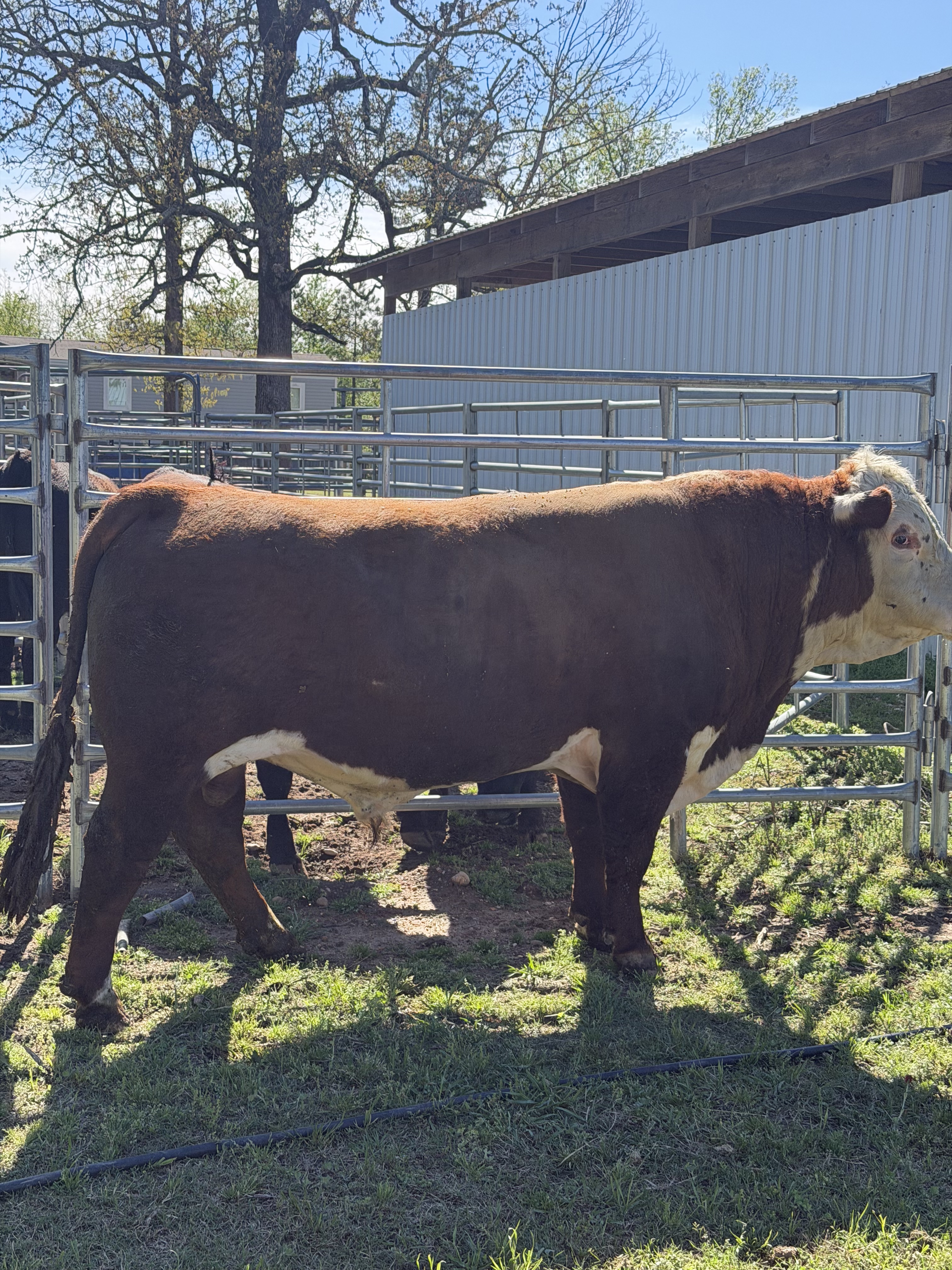 Golden Acres Titan 55T