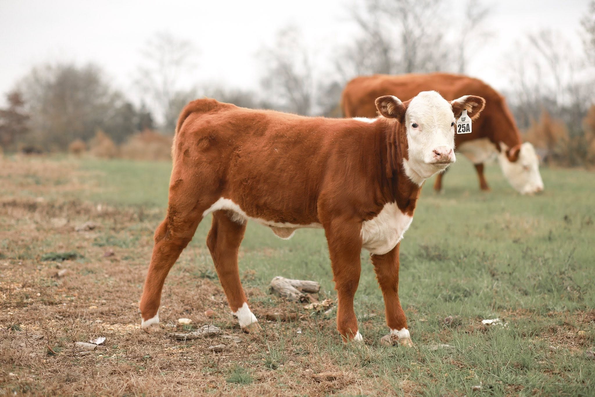 Quality Cattle