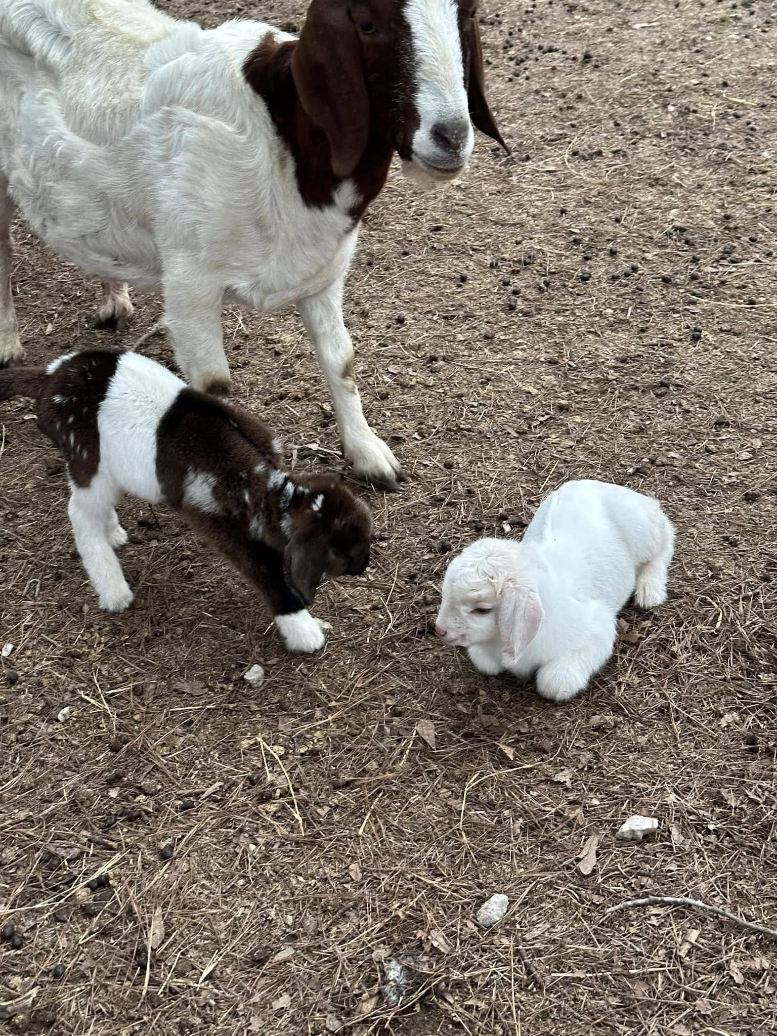 Our Goats