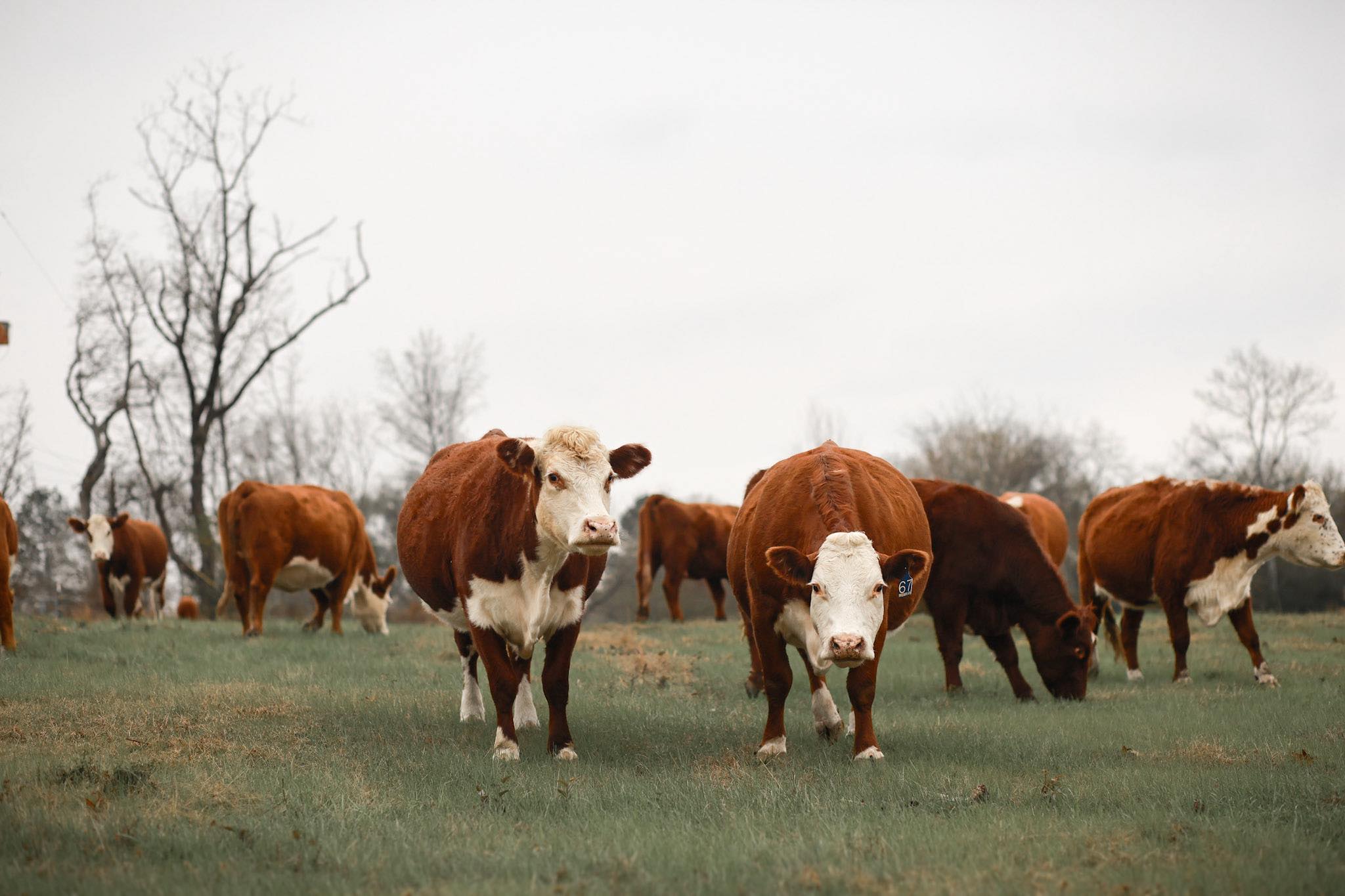 Our Herd