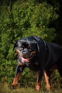 Photo canine 5