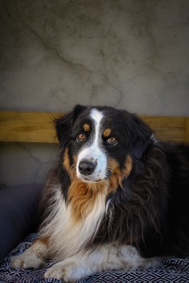 Photo canine 6
