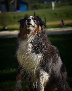 Photo canine 8