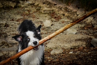 Photo canine 1