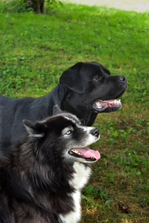 Photo canine 2