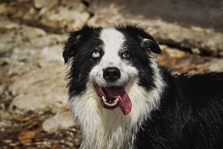 Photo canine 7