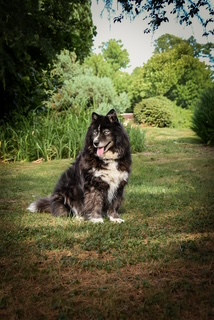 Photo canine 3