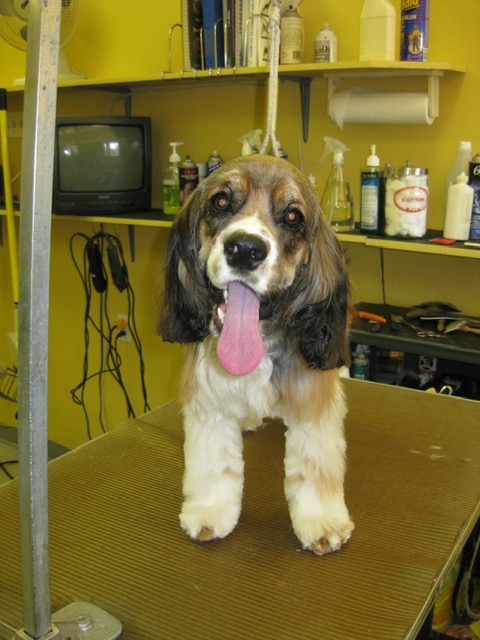 Freshly groomed dog with soft fluffy coat at Dog Grooming on Wilson, Ancaster