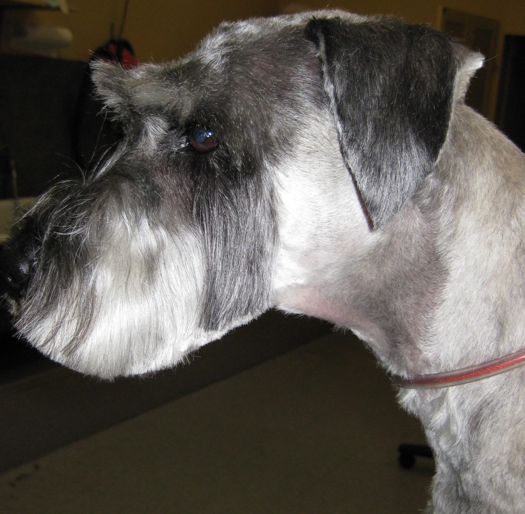 Side profile of freshly groomed dog at Dog Grooming on Wilson, Ancaster Side profile of freshly groomed dog at Dog Grooming on Wilson, Ancaster