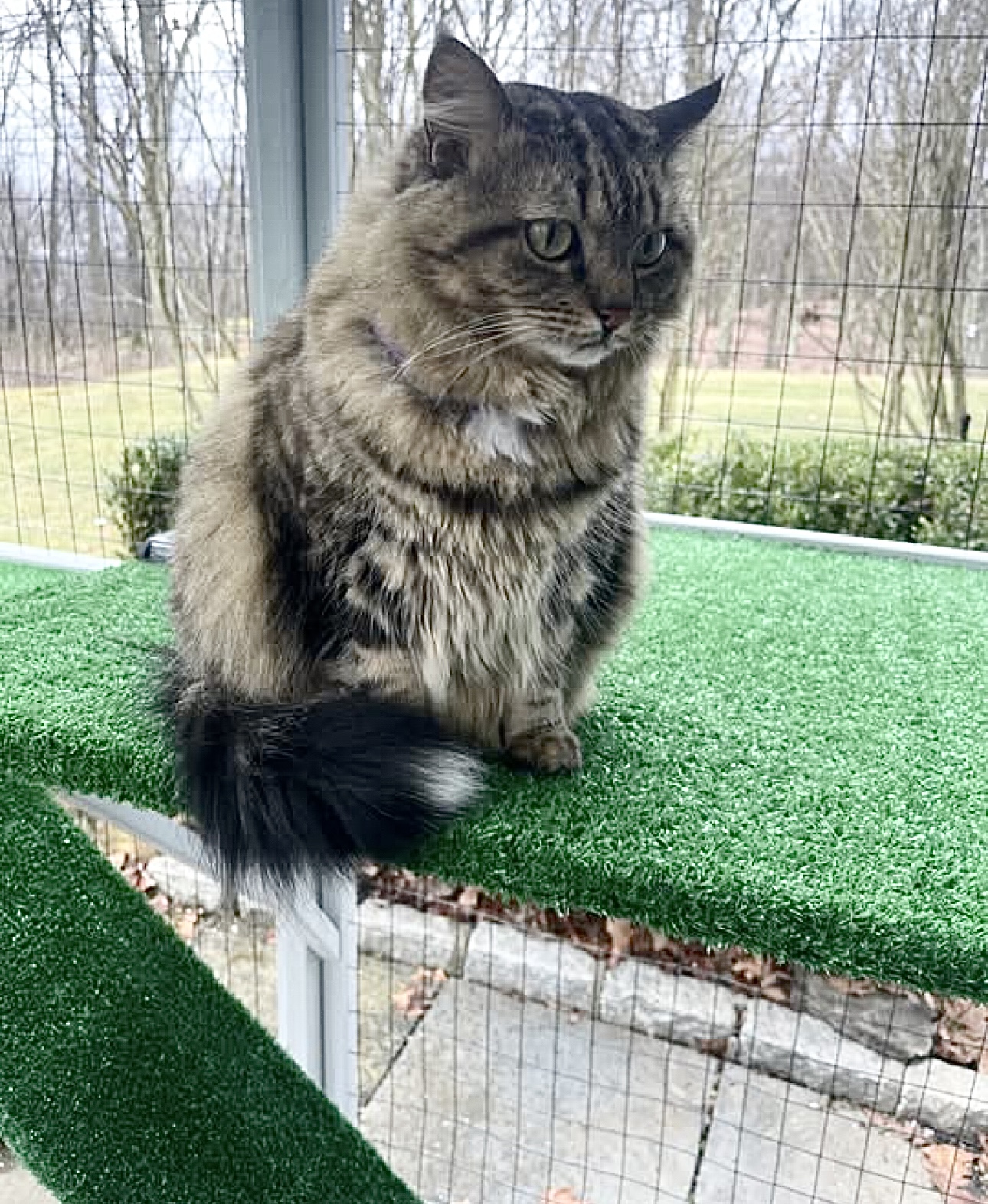 Happy cat in custom catio