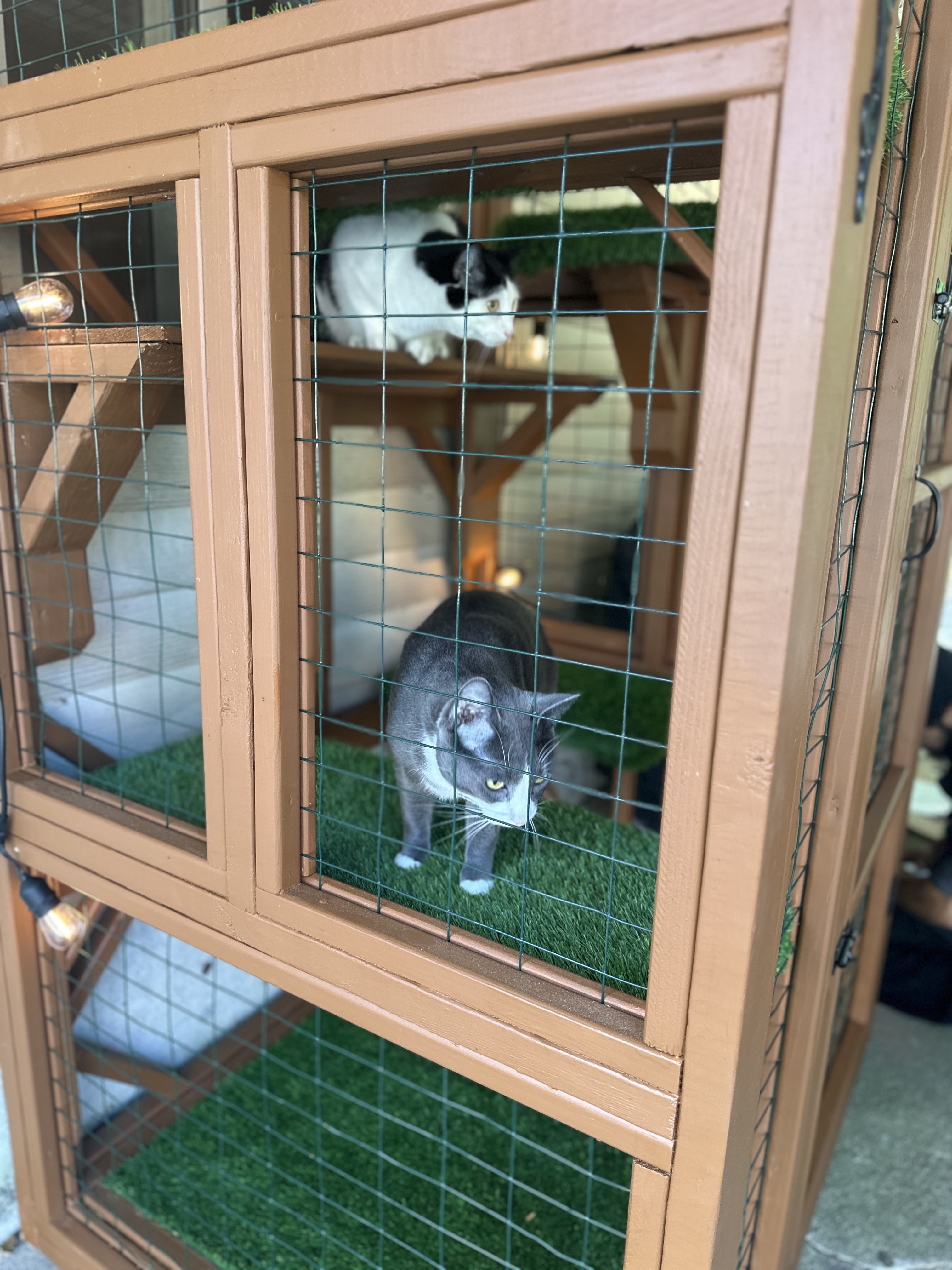 Custom catio built on Long Island