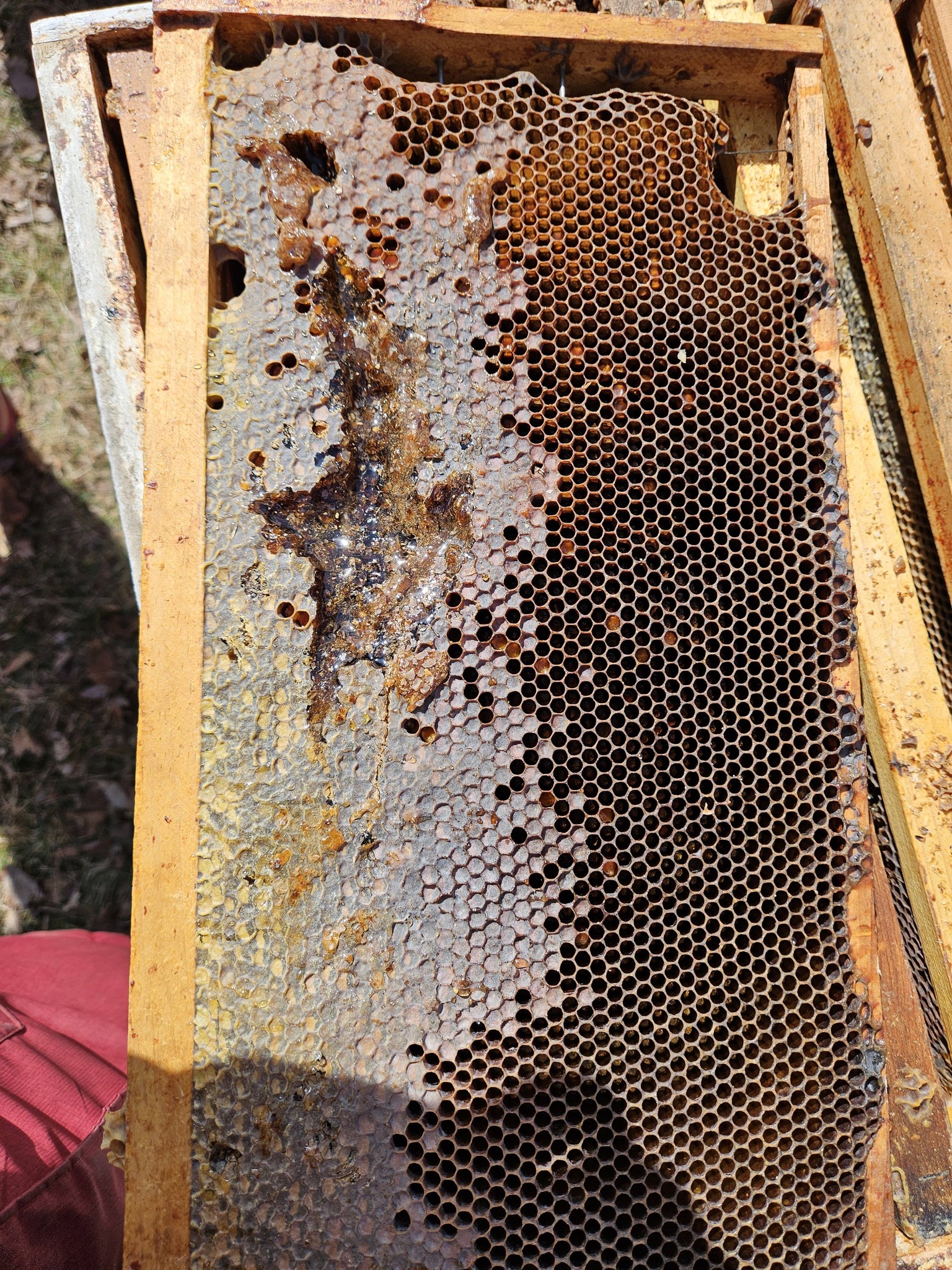 Students inspecting drawn comb from the hive