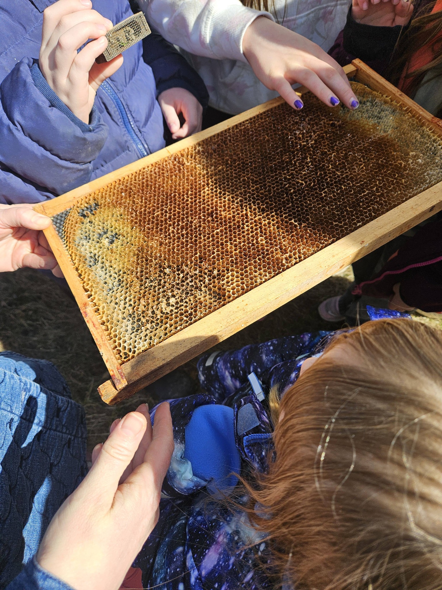Students gathered around a hive box