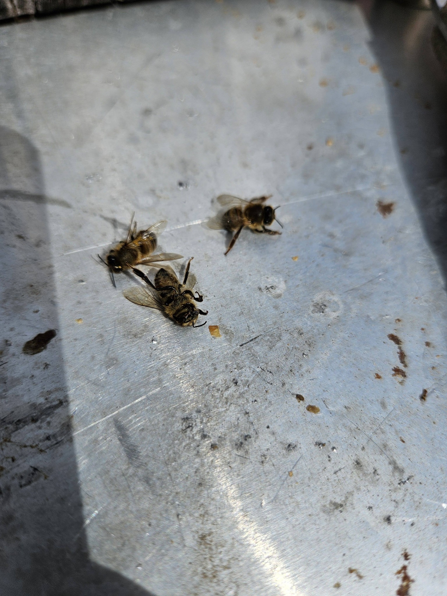 Wisdom Circle Home Schoolers at Hood Brook Apiary