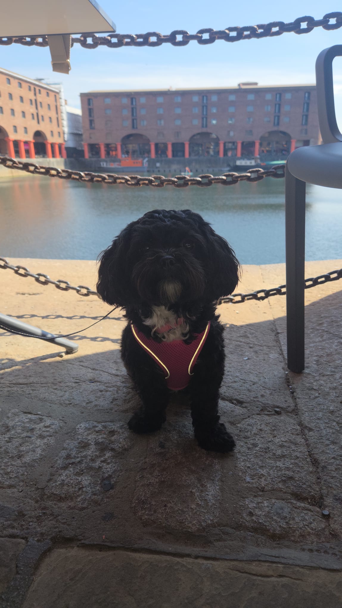 Maisie - A Week with Maisie the Cavapoo