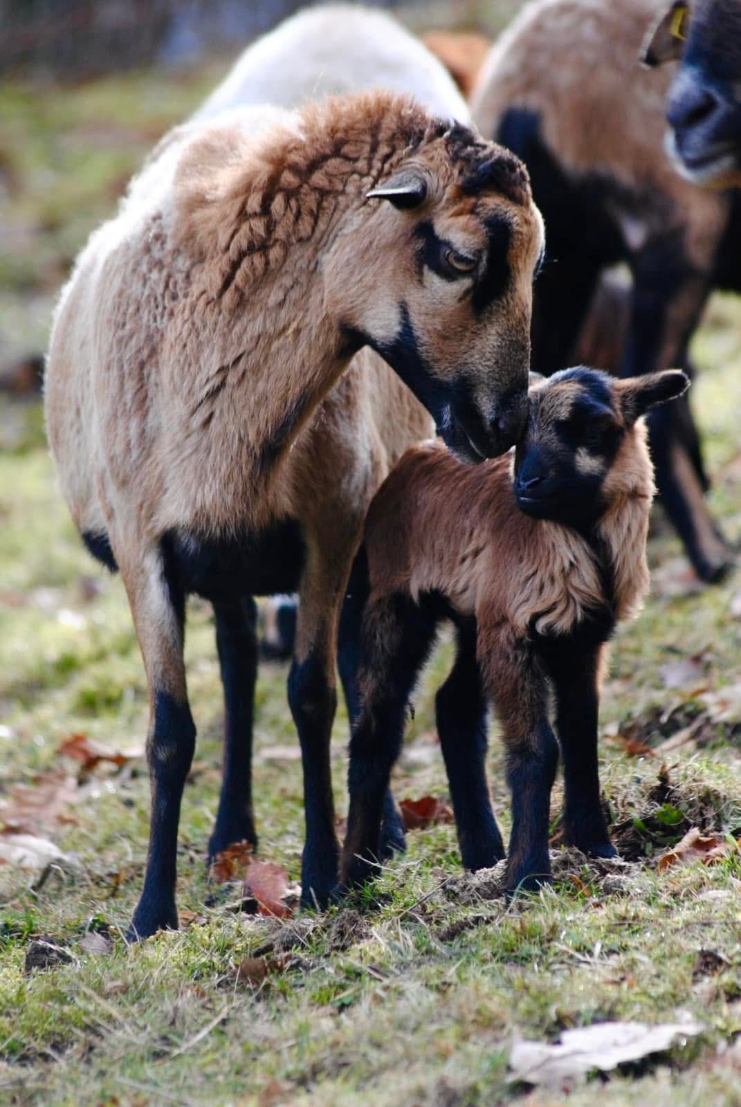 Family Ferme