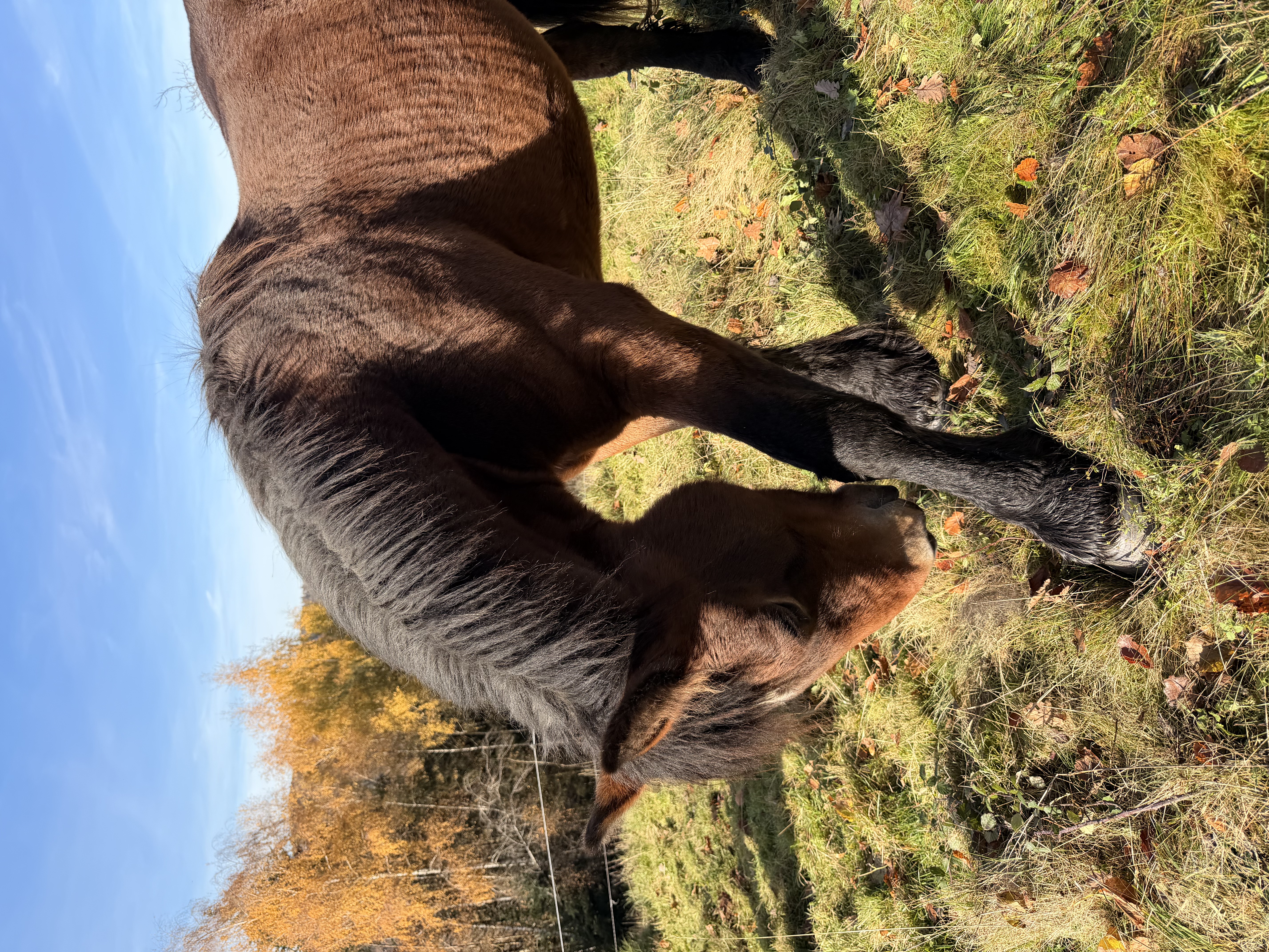 Cheval de trait et calèche