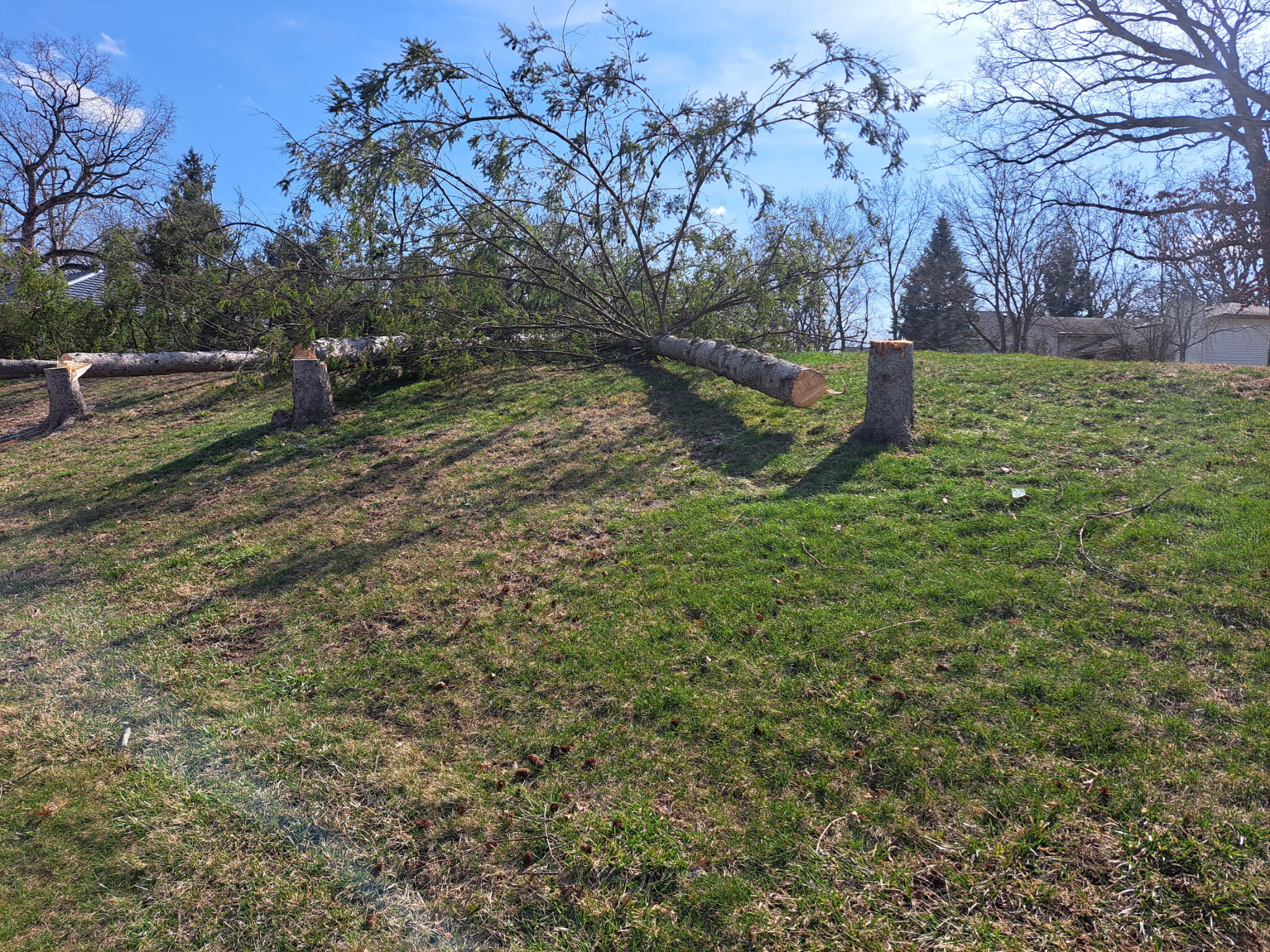Tree Removal & Trimming