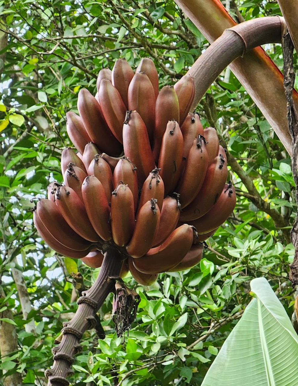 Spice Plantations 4