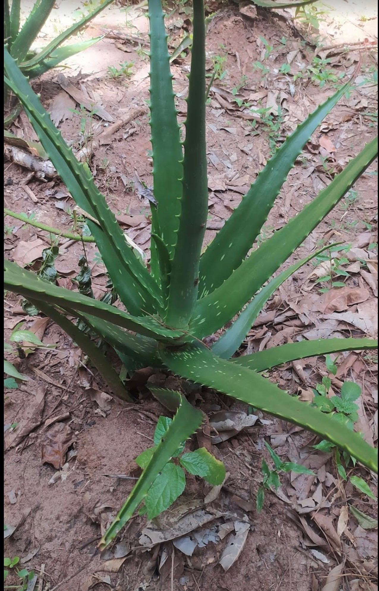 Spice Plantations 5