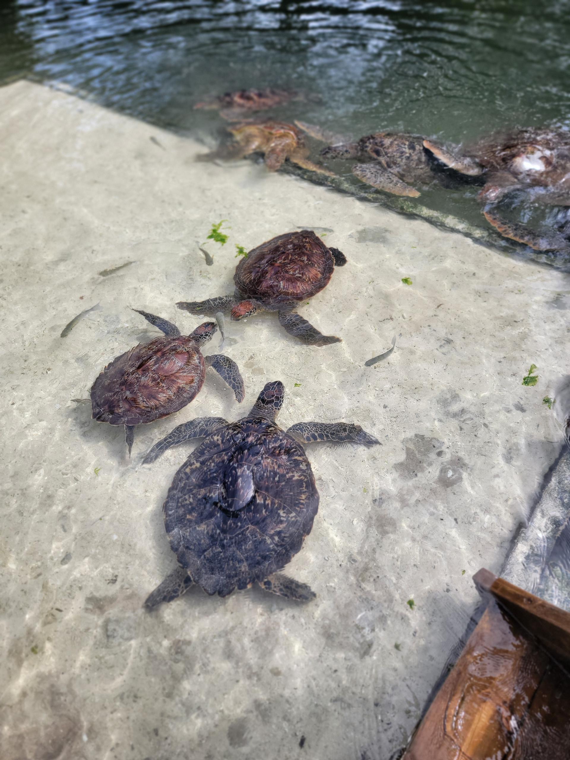 Marine Life photo 8