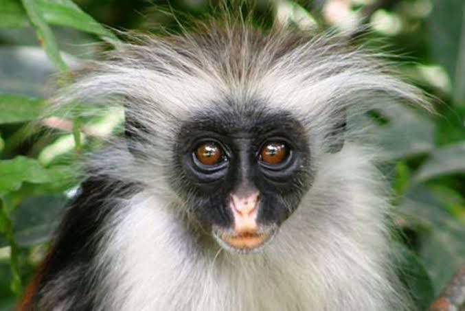 Wildlife photo 1