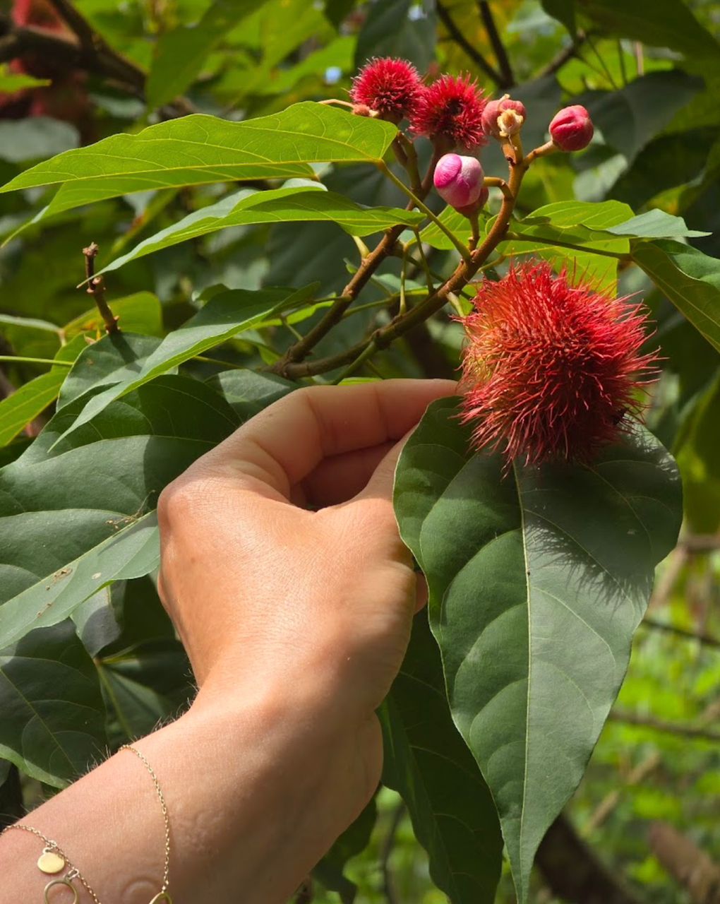 Spice Plantations 1