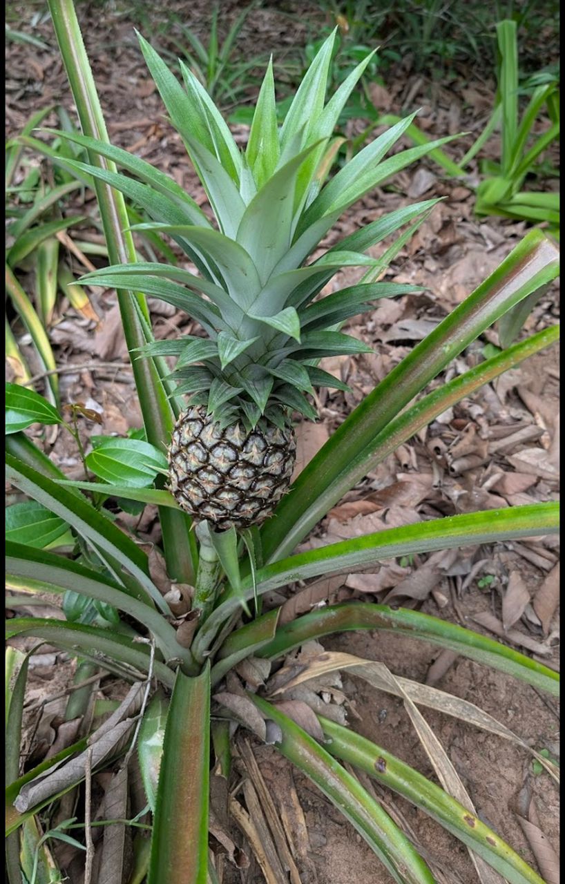 Spice Plantations 3