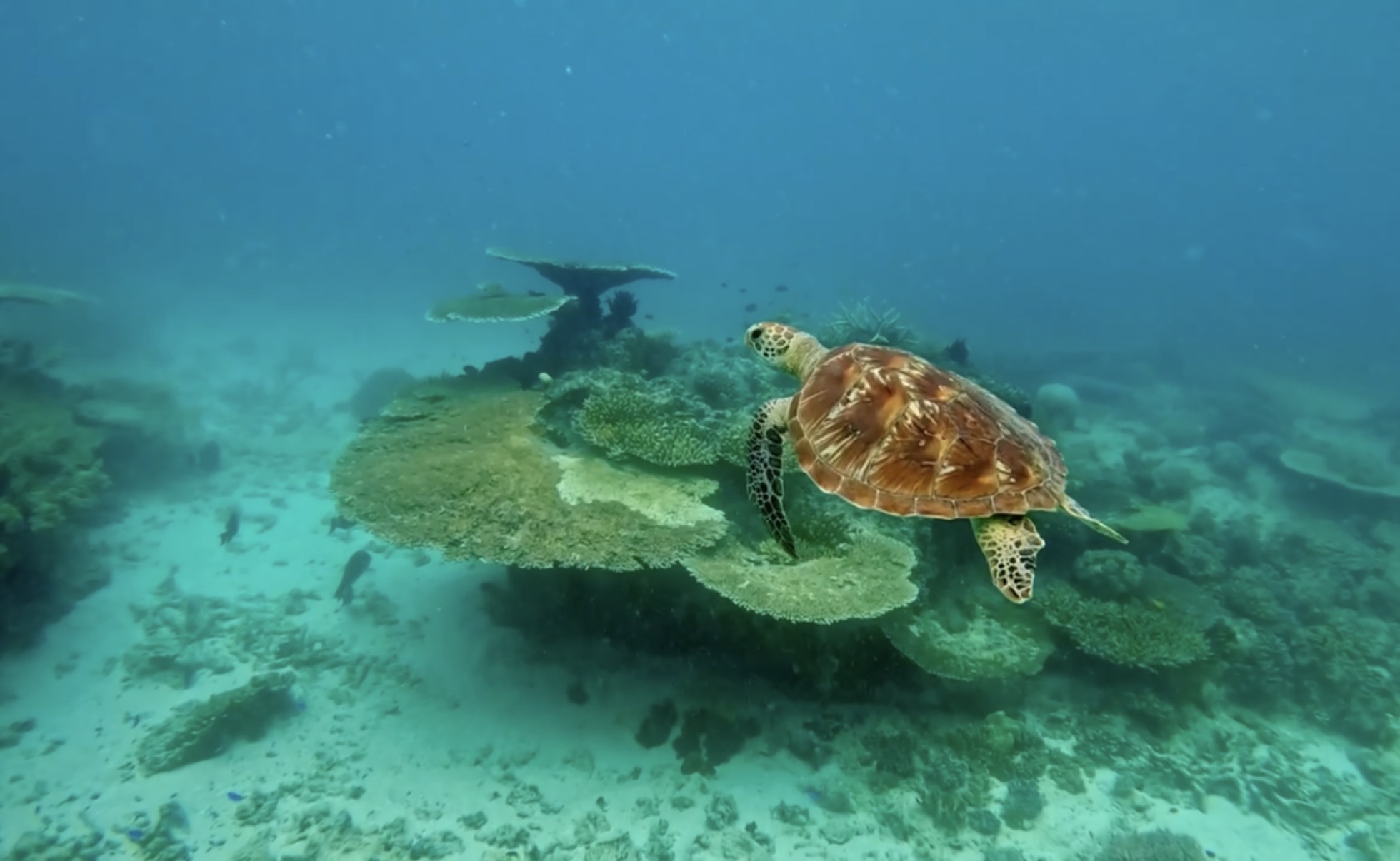 Green Sea Turtles at Beaver Reef, Great Barrier Reef near Mission Beach