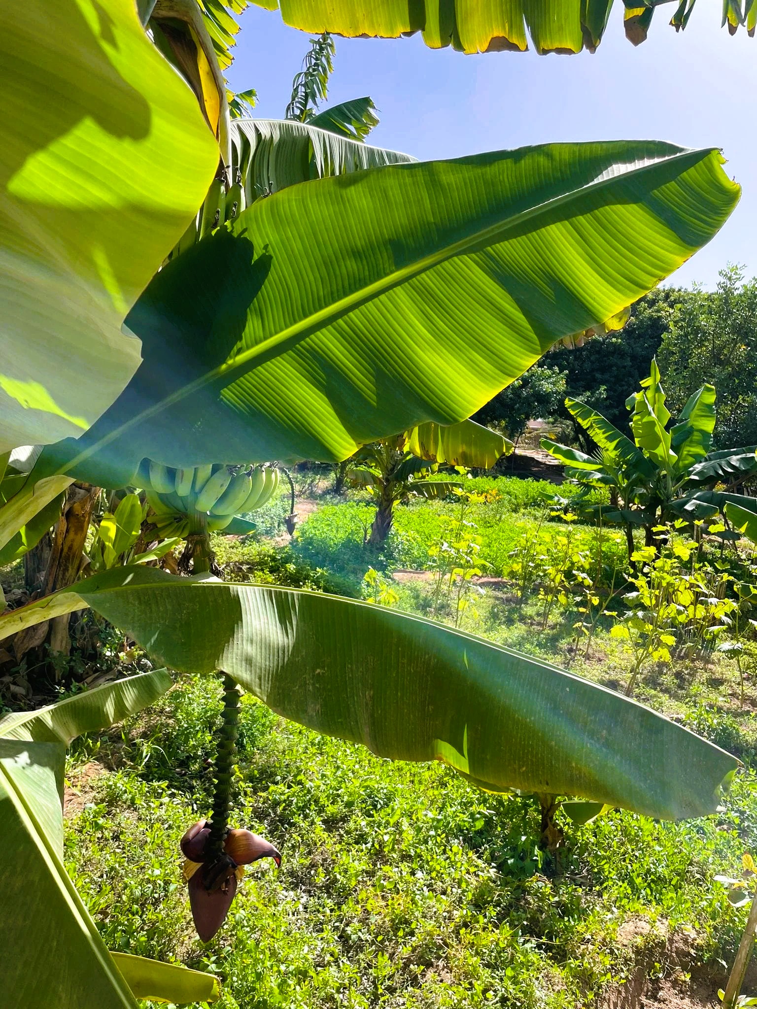 Oasis de fraîcheur : Le jardin luxuriant et paisible de la guesthouse Dar Tawarta.