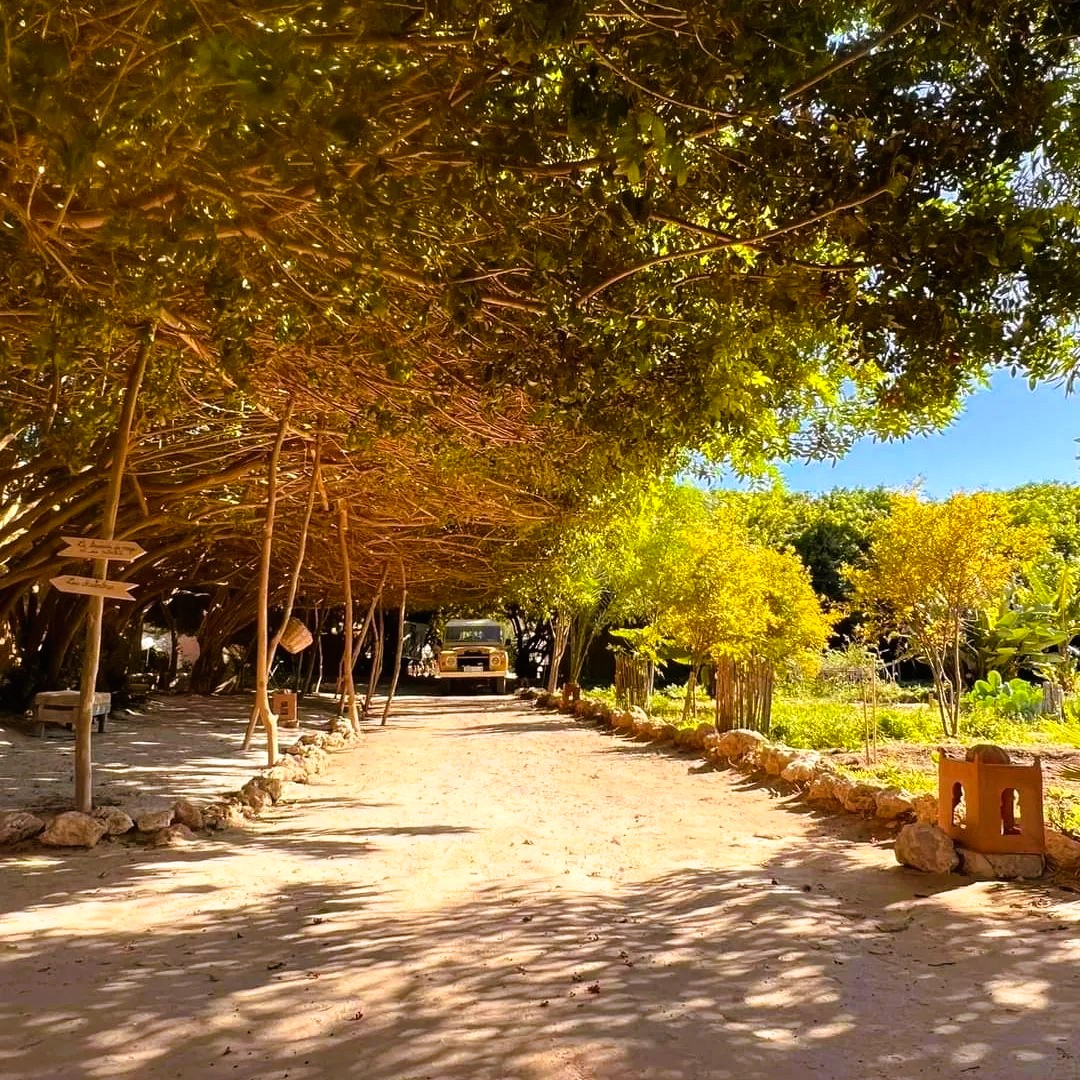 Allée bordée de végétation menant à Dar Tawarta, maison d'hôtes de charme à Dakhla