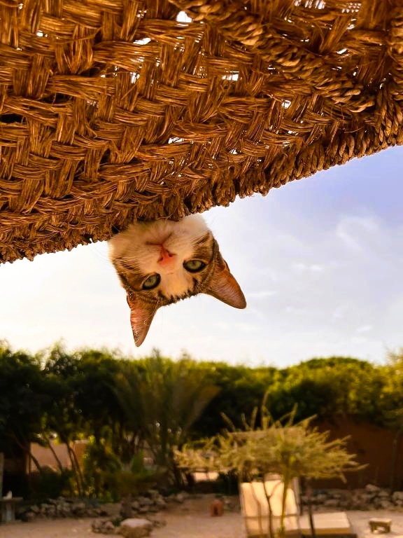 Chat de Dar Tawarta, mascotte chaleureuse de notre maison d'hôtes éco-luxe à Dakhla.