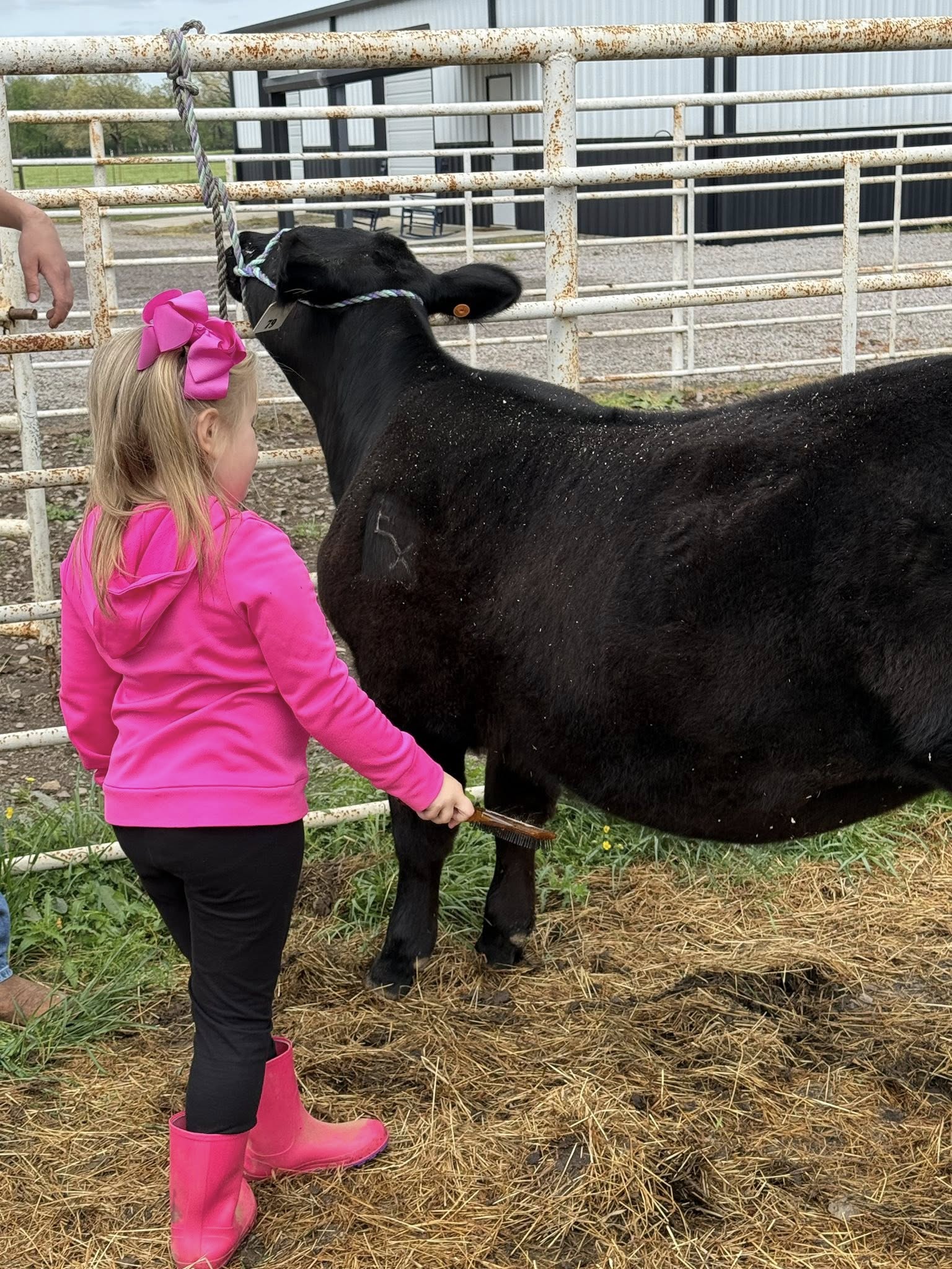 Minka - New Angus Show Heifer 2026