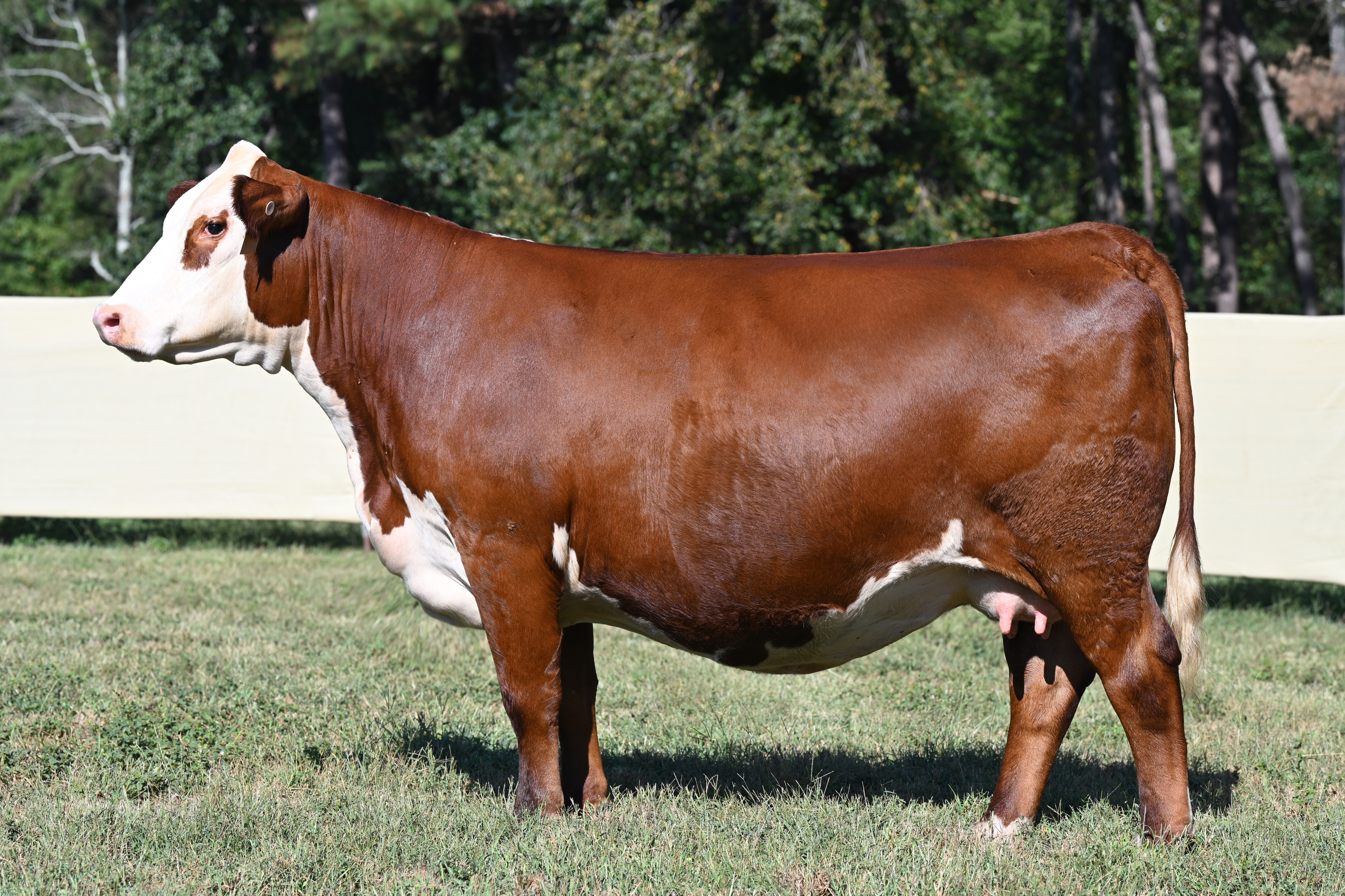 WLKR LF JH ROSE H086 2446 ET — Registered Hereford Donor Female