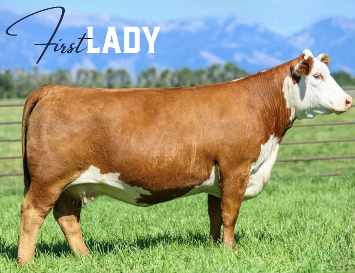 H BL First Lady 1101 ET