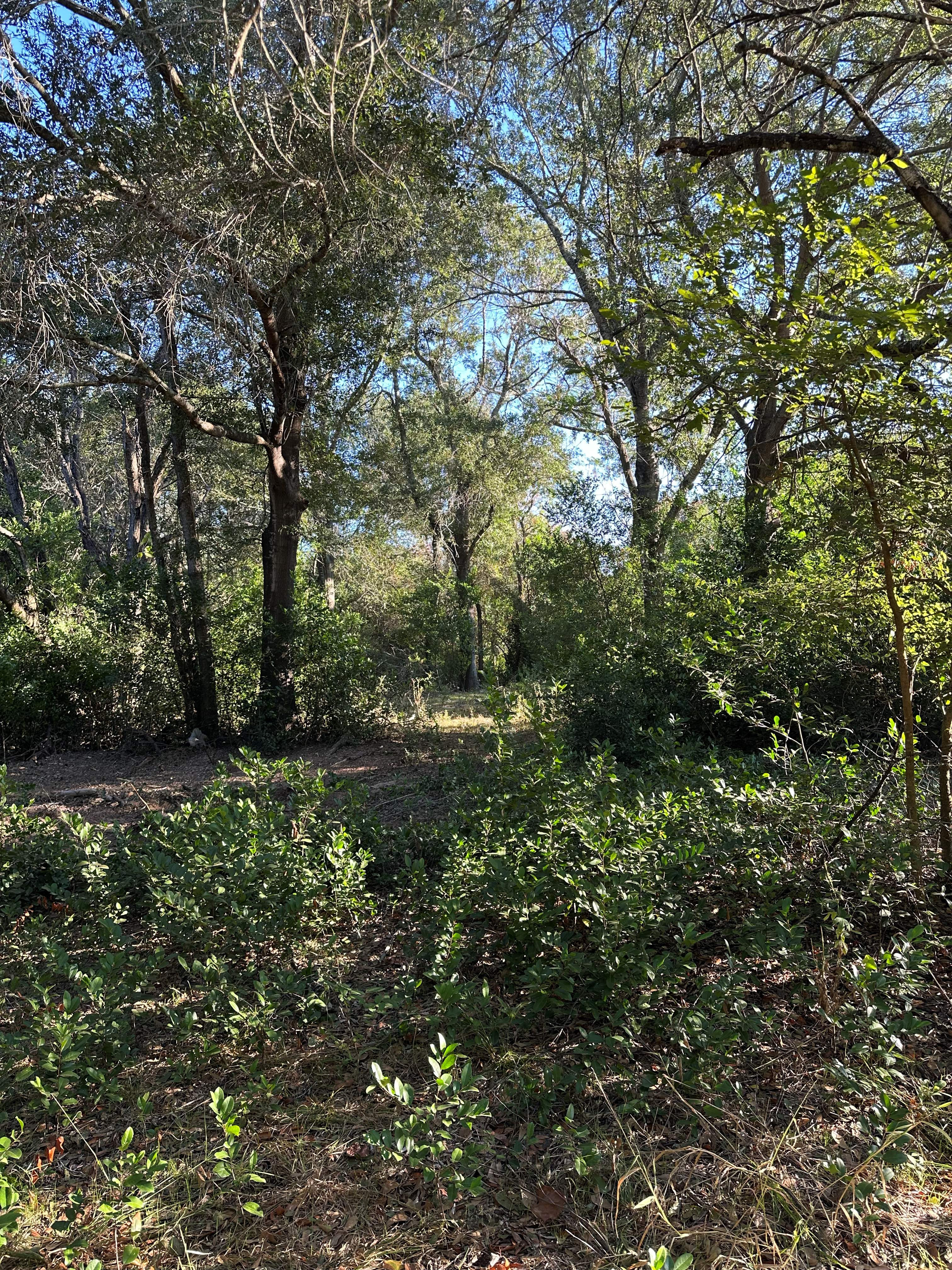 1-Acre Lot Clearing photo 3