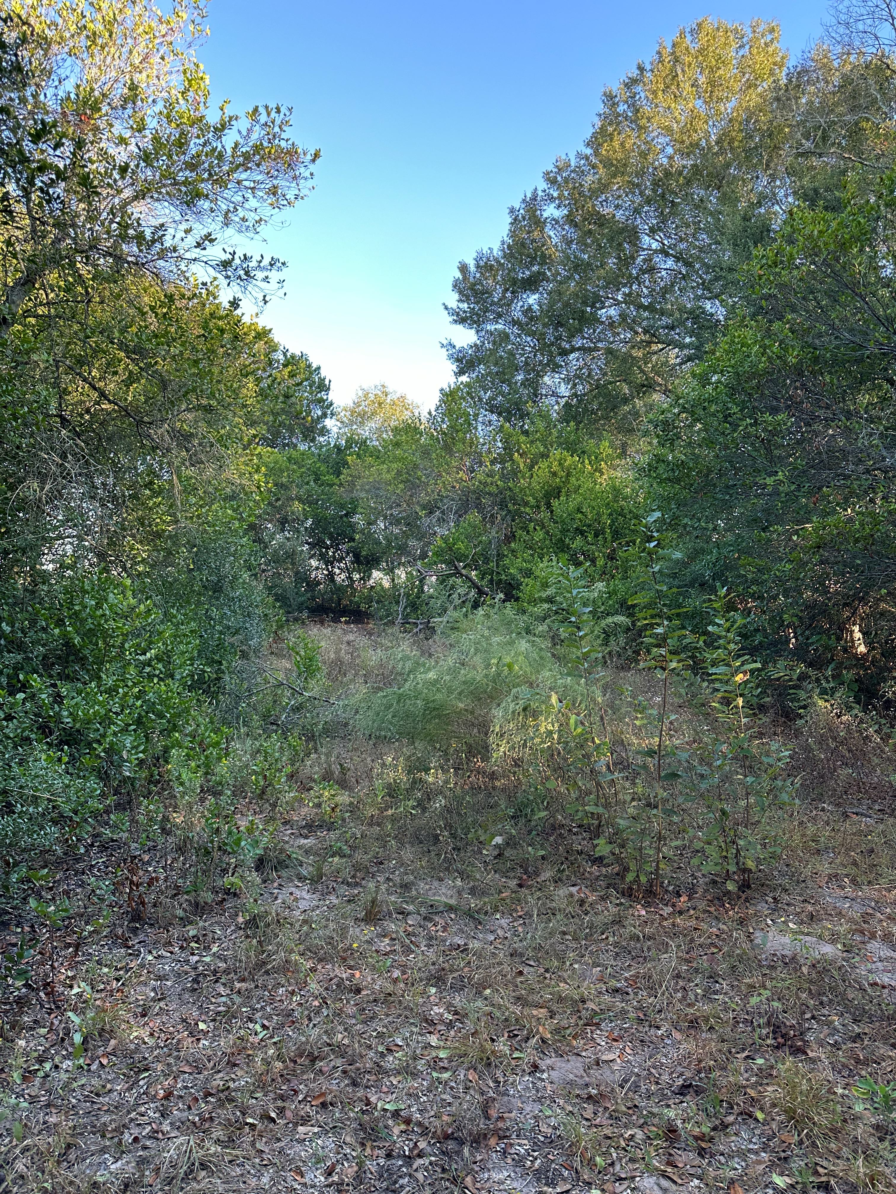 1-Acre Lot Clearing photo 4