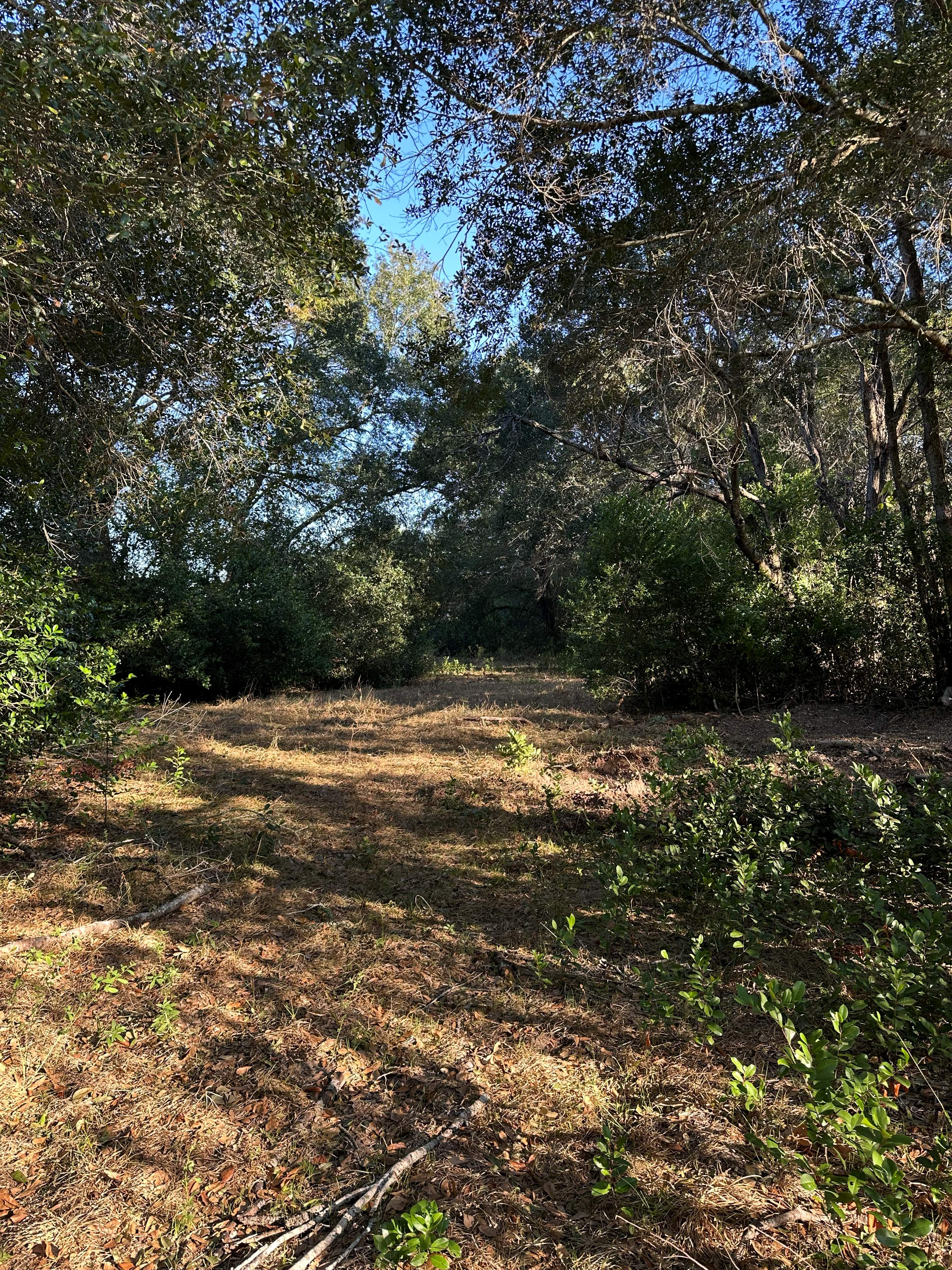 1-Acre Lot Clearing photo 2
