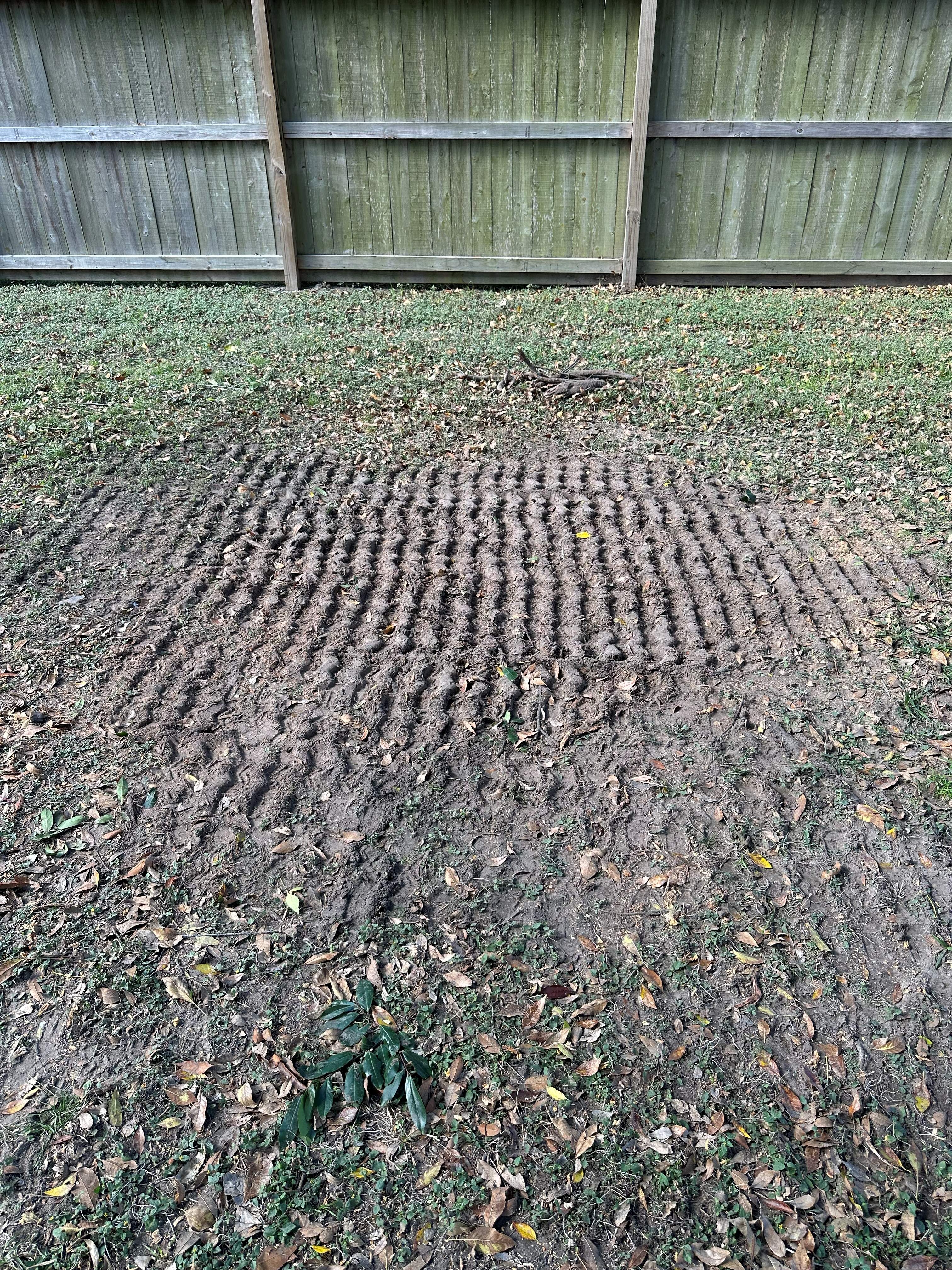 Stump Grinding photo 4