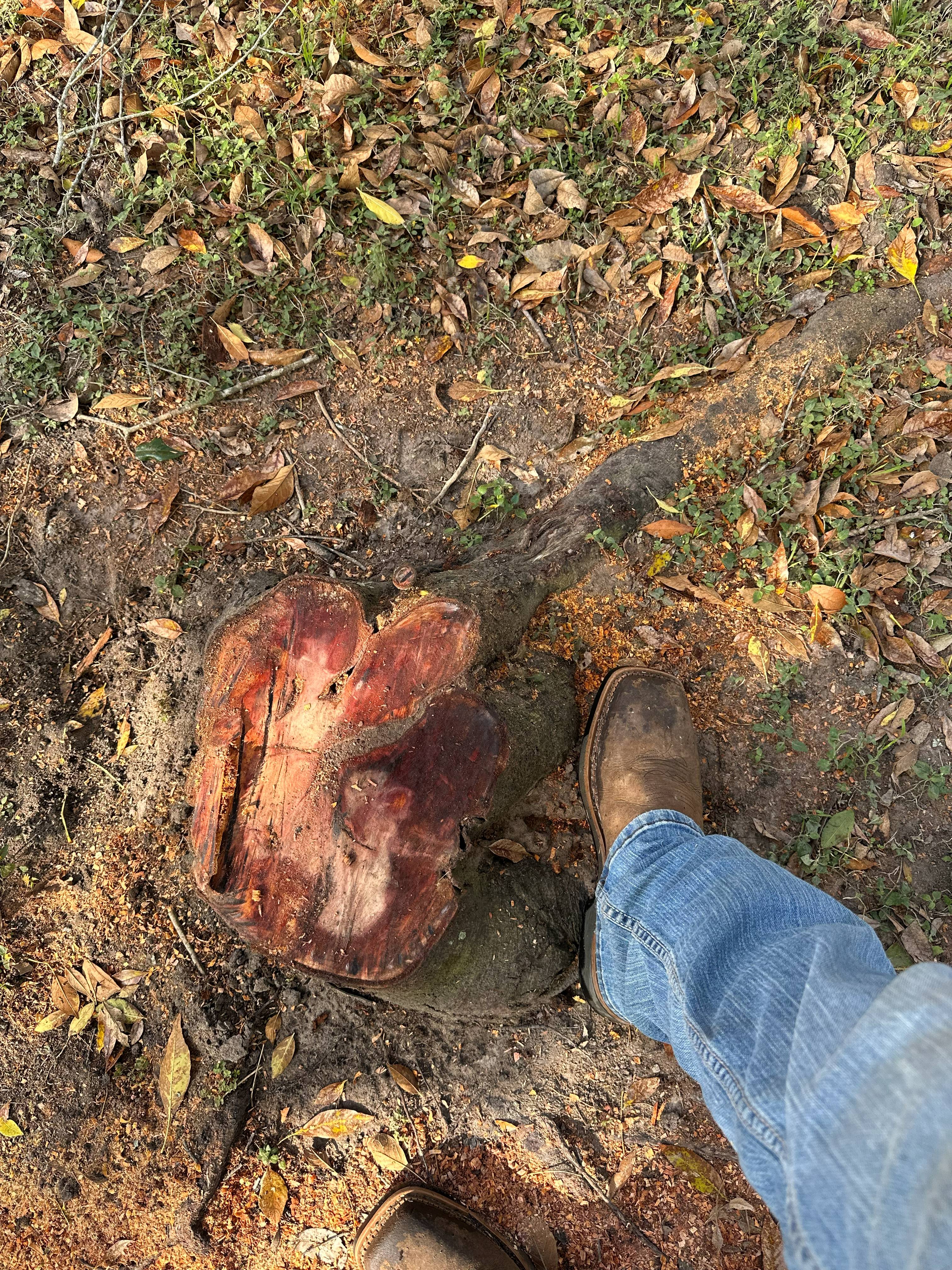 Stump Grinding photo 3